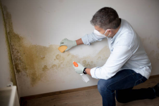 Biohazard Mold Removal in Elsmere, KY