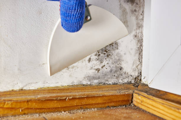 Best Mold Damage Restoration  in Elsmere, KY