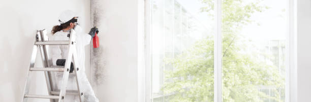 Best Mold Prevention Services  in Elsmere, KY